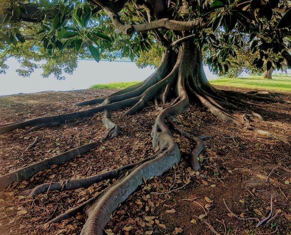 A huge green tree with roots protruding above the ground