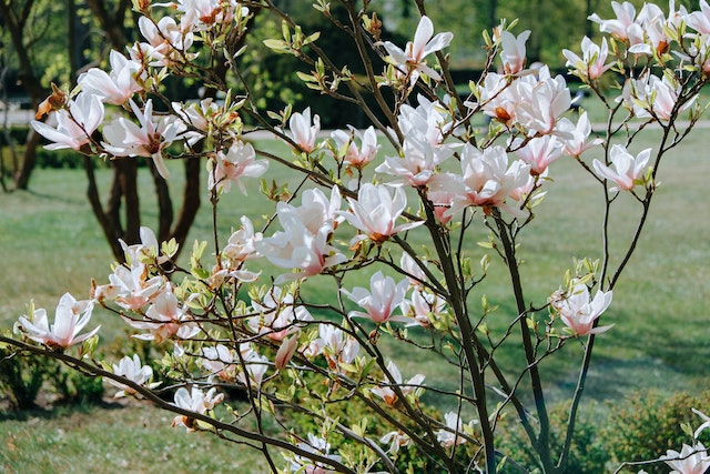 Magnolia Flowers in Bloom
