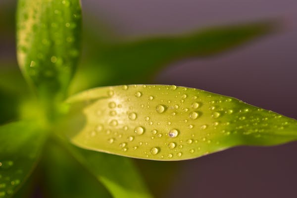 Magnolia leaves with drops of dew