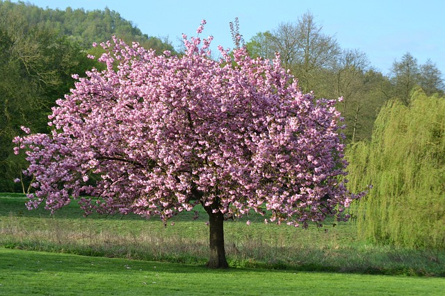 Tree Nature Landscape Flowers Magnolia Park
